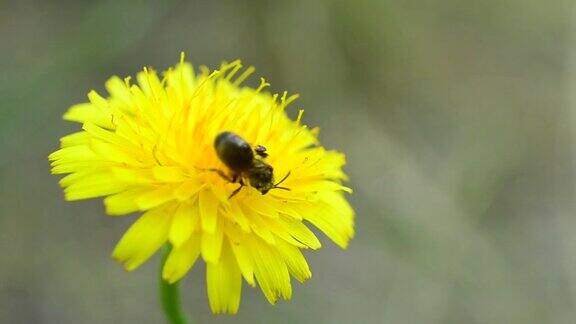 蜜蜂降落在蒲公英上采集花粉