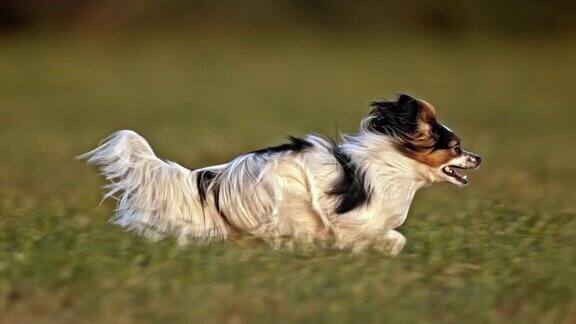 SLOMOTS蝴蝶犬在草地上奔跑