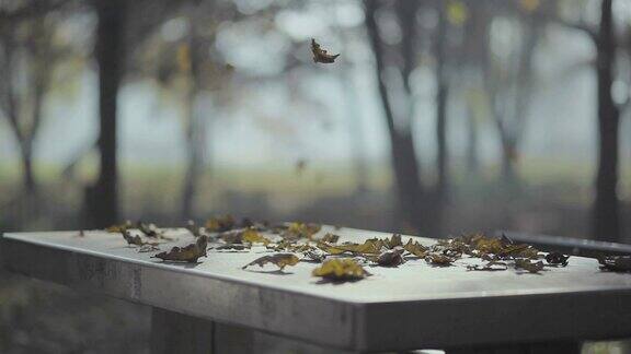 落叶落在石桌上秋天阳光操场