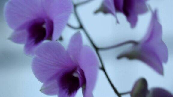 特写紫色的兰花