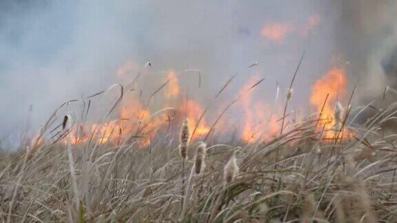 野火在森林草原上蔓延在自然火中燃烧干草