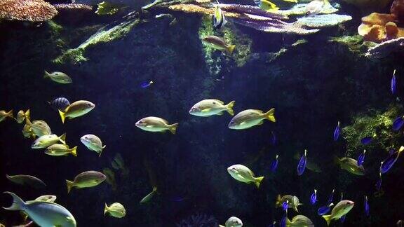 珊瑚礁上的鱼