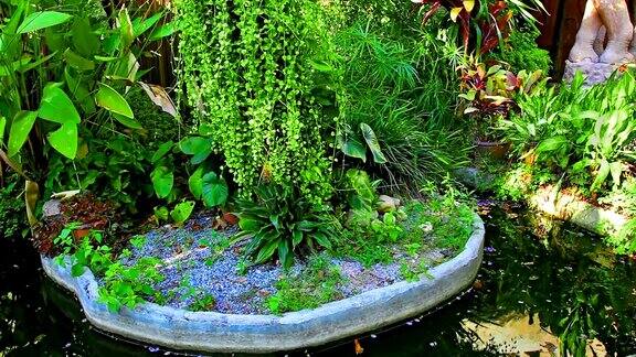 热带植物及池塘