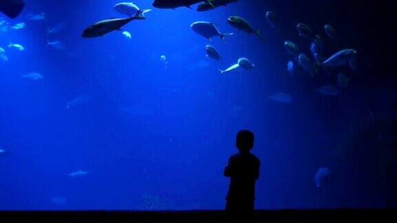 小男孩的剪影用手机拍下水族馆里的大鱼