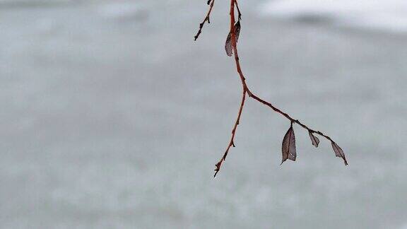 孤独的枯枝在大雪纷飞的冬天