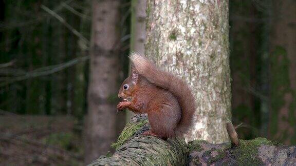 苏格兰森林里红松鼠坐在一根圆木上吃榛子