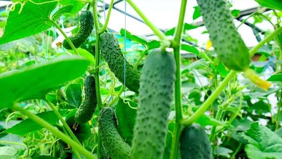 收获温室里生长的黄瓜有选择性的重点食物