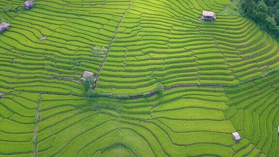 PaPongPieng的梯田