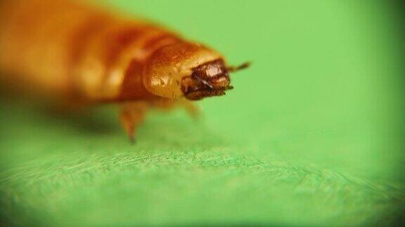 显微镜下的粉虫头粉虫的幼虫阶段超级蠕虫在绿色背景上分离;超级蠕虫的生命周期超级蠕虫超级蠕虫可食用昆虫住肉虫错误错误
