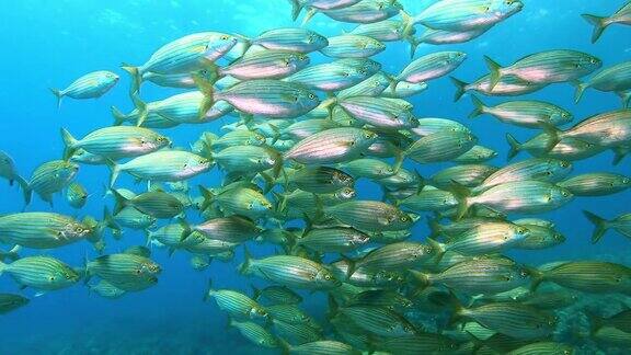 地中海海洋生物-一群在镜头附近游动的萨莱马鱼