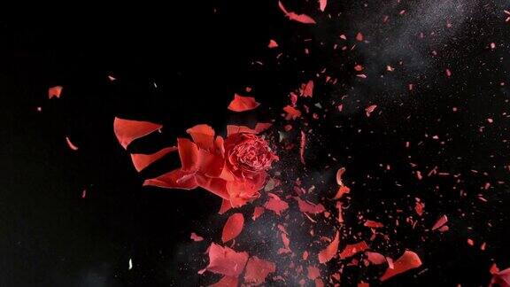 鲜红的玫瑰在超慢镜头中爆炸