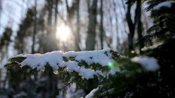 日落时松树上覆盖着积雪