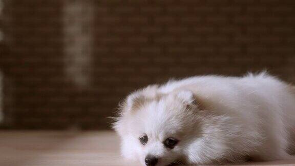 白色波美拉尼亚狗狗的肖像坐在随意放松黑暗的背景