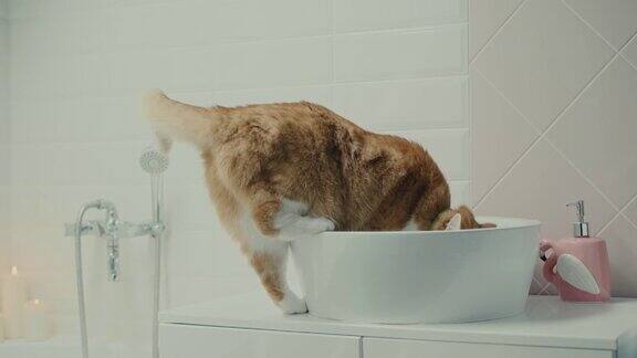 有一只红猫正往浴室的水槽里爬