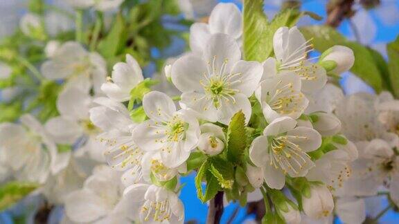 4k时间流逝的一棵甜樱桃树的花开花生长和旋转的蓝色背景盛开的小白色梅花以9:16的比例延时