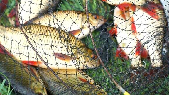 在绿草上用渔网捕到岸边的鱼