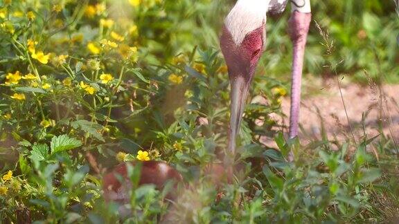 白枕鹤的雏鸟(安提戈涅vipio)-兴安自然保护区