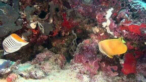 天使蝴蝶鱼在清澈的海底水下马尔代夫的背景