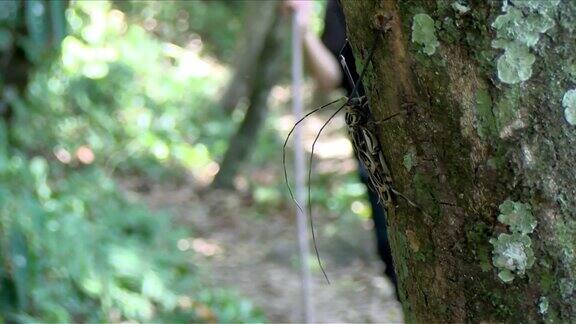 巨大的热带长角甲虫在雨林的树皮上