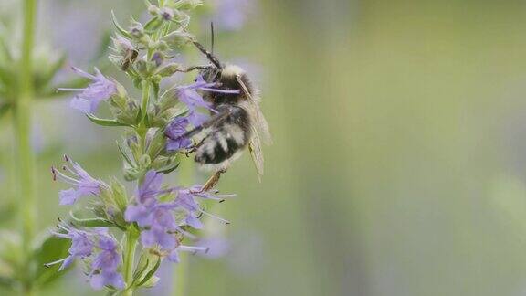 蜜蜂在采花