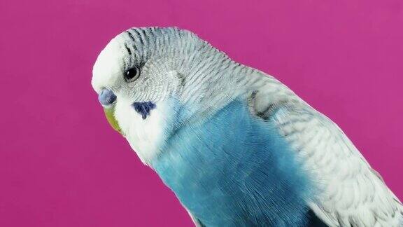 一只蓝色的鹦鹉在粉红色背景下四处张望