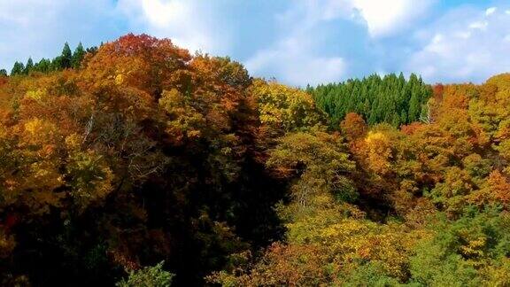 鸟瞰日本秋叶景观
