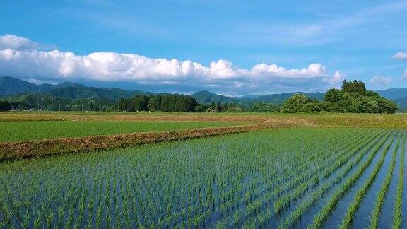 鸟瞰日本乡村风光水稻种植季节