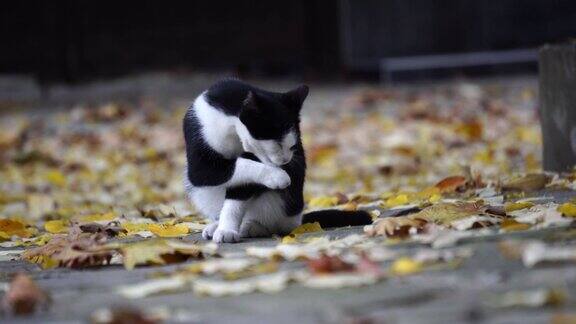 秋天一只流浪猫正在舔爪子清洗自己