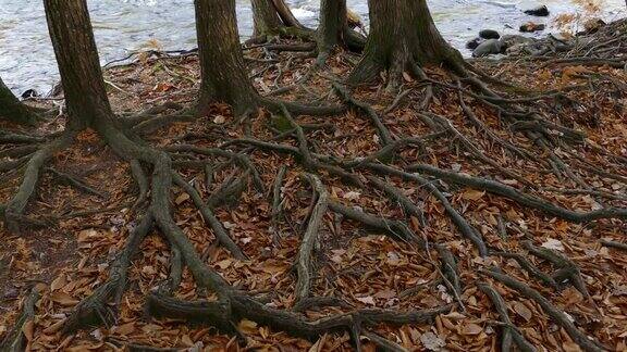 在河岸上成熟树木的可见根缠绕在干枯的秋叶中