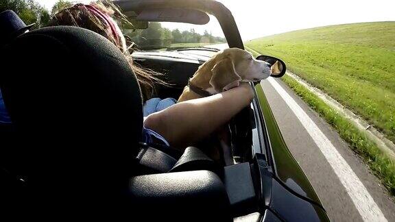 慢镜头显示一只小猎犬坐在一位女士的膝盖上带宠物旅行概念