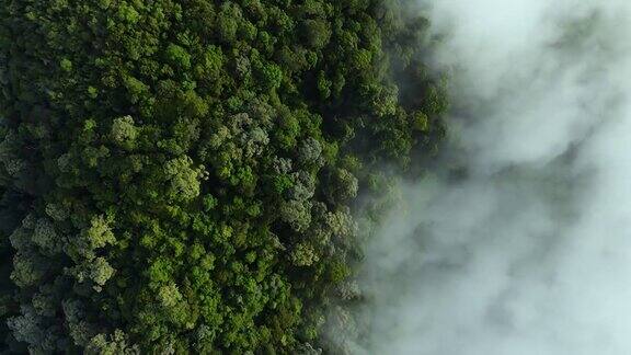 无人机俯瞰清晨云雾的雨林4k(UHD))
