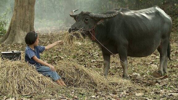 亚洲女孩喂干草给她的水牛在农村农村生活概念