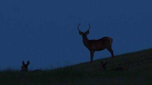 鹿和晚上