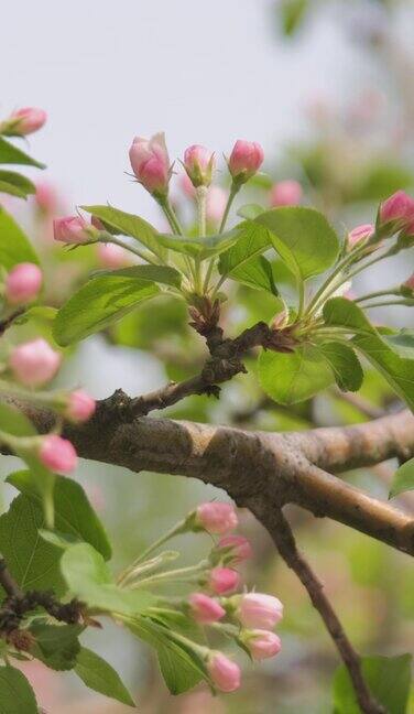 春风中樱花的特写