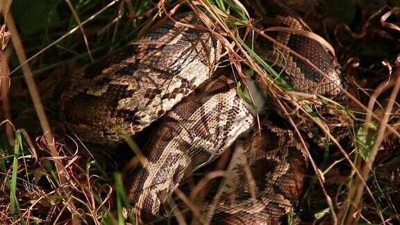 一个大斑点蟒蛇在草丛中的特写镜头吞食它的猎物
