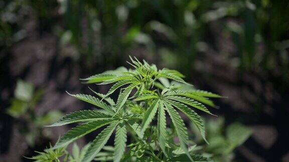 大麻医用大麻或大麻户外植物