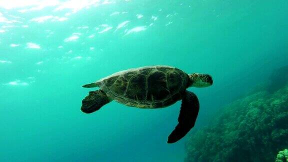 海龟游泳