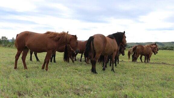 草原上的马看着摄像机