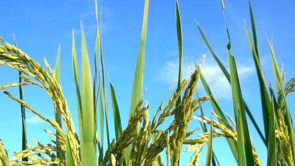 特写:美丽的成熟的水稻作物与晴朗的蓝天在晴朗的秋日