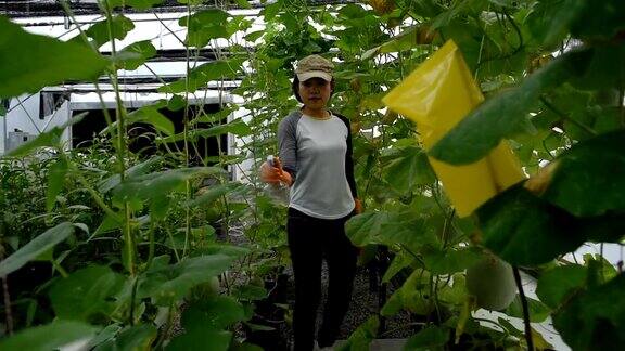 亚洲女园丁吹杀虫剂在瓜温室植物