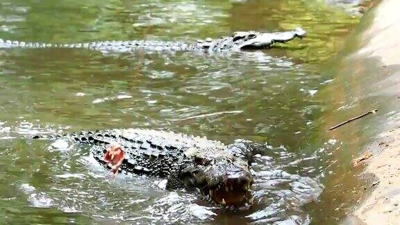 鳄鱼在池塘里吃食物