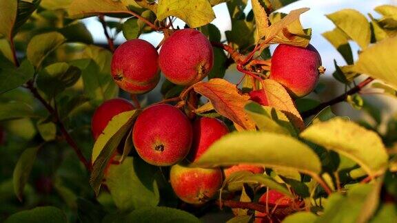 红苹果在苹果树的树枝上