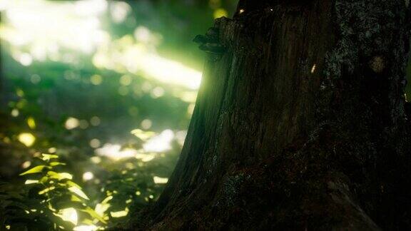 阳光透过雨林中的树叶倾泻而下