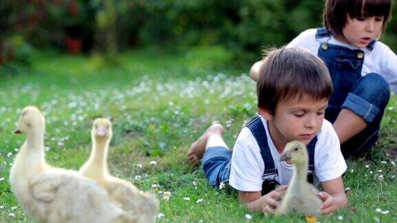 可爱的学龄前儿童小男孩在花园里和小鸭子玩耍