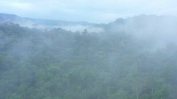 鸟瞰图在雾覆盖的雨林开放显示森林