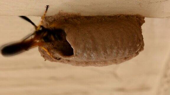 泥涂抹黄蜂幼虫建造管