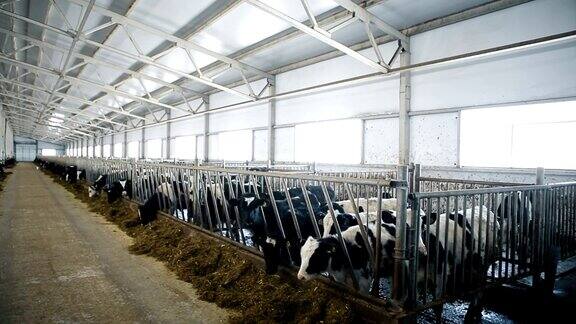 奶牛在明亮的谷仓里吃干草