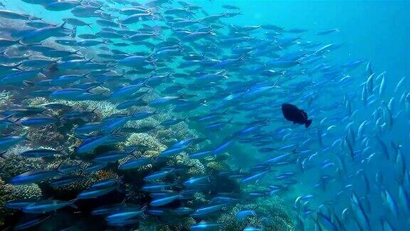 珊瑚礁上的燧发鱼马尔代夫