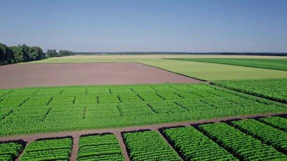 无人机摄像机在绿色的玉米地上