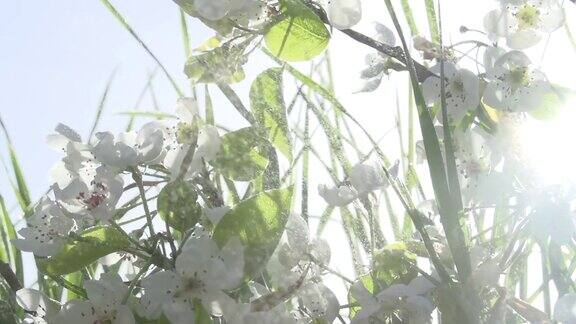 绿草间的花枝